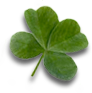 Clover